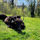 Seniorenbund YAKHOF HALDEN Besuch 21-04-2022 _8_.jpg