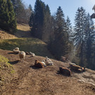 Schafe14.jpg