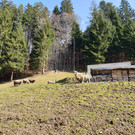 Schafe13.jpg