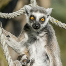 Katta-Baby im Tiergarten Schönbrunn geboren