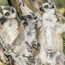 Nachwuchs bei den Kattas im Tiergarten Schönbrunn