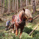 Pferdestärke im Forstbetrieb
