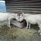wildpark4.jpg