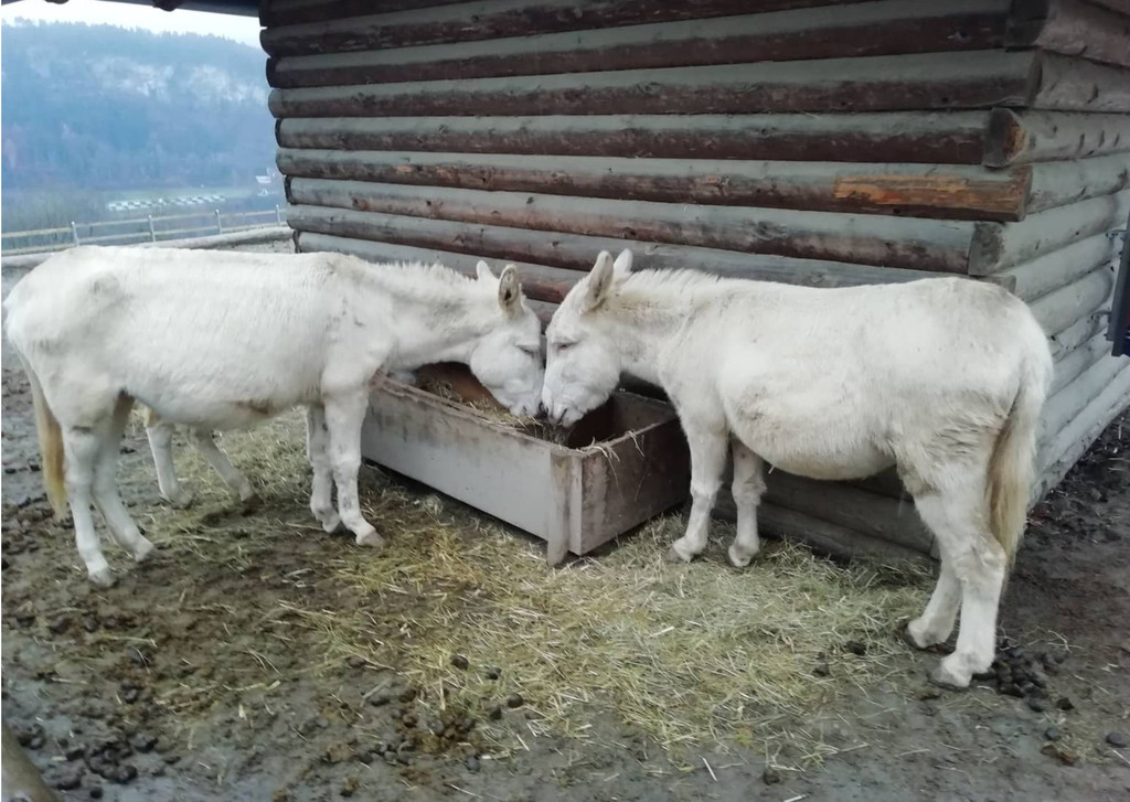 wildpark4.jpg