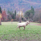 wildpar5.jpg