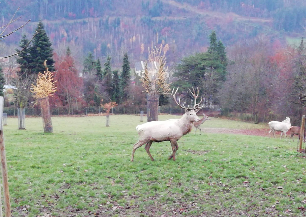 wildpar5.jpg