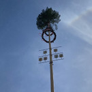 maibaum h__chst _1_.jpg