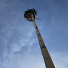 maibaum h__chst _7_.jpg