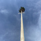 maibaum h__chst _8_.jpg