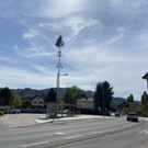 maibaum h__chst _14_.jpg