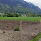 Gefluegelhof20220429_2022-04-29_18-38-07.jpg