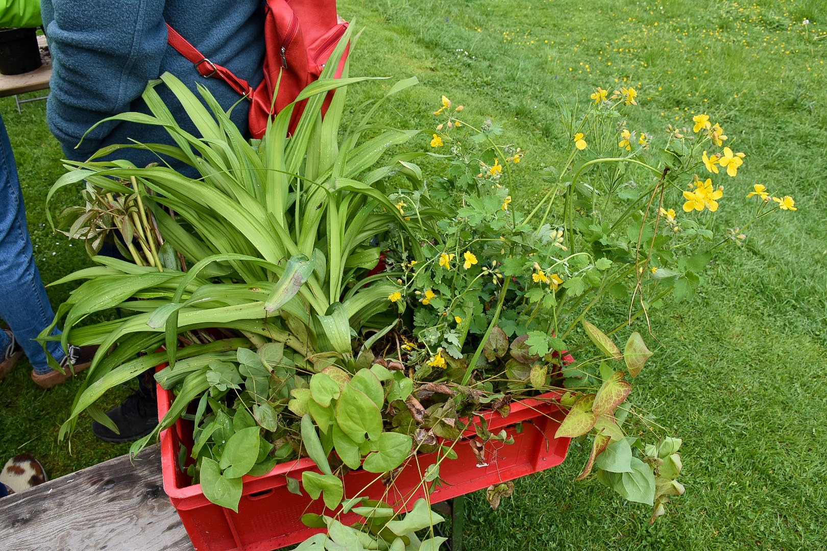 20220501_Pflanzentauschb__rse-8.jpg