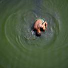AP_Week_in_Pictures_Asia_04110.jpg