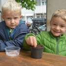 Größte Sonnenblume wird prämiert