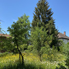 mastjahr bl__hende b__ume _12_.jpg