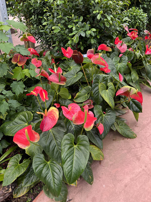 21_ Muttertag Su__dtirol 22.jpg