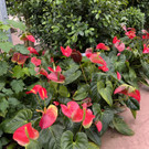 21_ Muttertag Su__dtirol 22.jpg