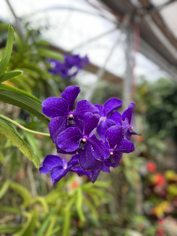 26_ Muttertag Su__dtirol 22.jpg