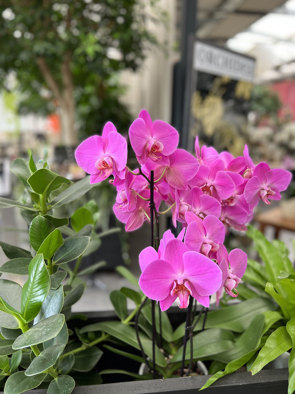 27_ Muttertag Su__dtirol 22.jpg