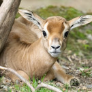 Nachwuchs im Wiener Tiergarten Schönbrunn: Das sind die seltenen Mhorrgazellen-Babys