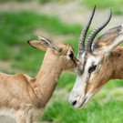 fb_mhorrgazelle_07052022_tgs_zupanc_04.jpg