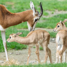 fb_mhorrgazelle_07052022_tgs_zupanc_06.jpg