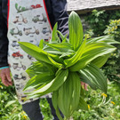 AlpeSpora4.jpg