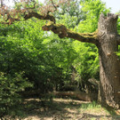 Biotopbaum _c_ Karin Enzenhofer_JPG.jpg
