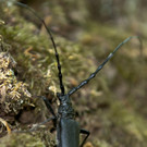 Gro__er Eichenbock _c_ Gerhard Egger_WWF.jpg