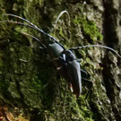 Gro__er Eichenbock _c_ Walther Gastinger.jpg