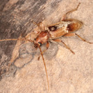 Trichoferus Bleicher Nachteichenbock _c_ Aurenhammer__koteam.jpg