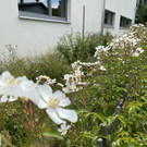 Naturnahe Gestaltung von Betriebsflächen