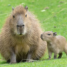 Wasserschwein-Nachwuchs im Tiergarten Schönbrunn und mehr süße Wasserschweine