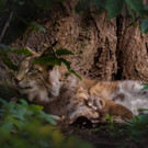 Baby-Luchse im Wildpark