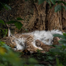 luchse wildpark _2_.jpg