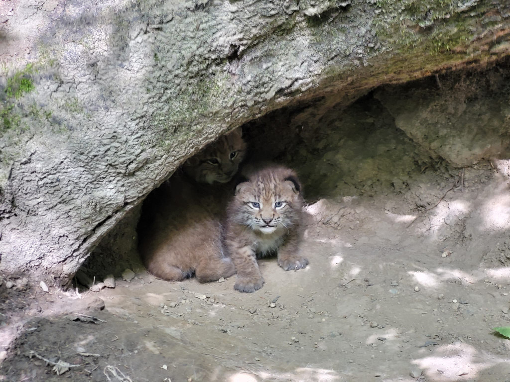 luchse wildpark _4_.jpg