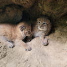 luchse wildpark _5_.jpg