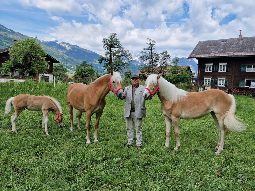 Haflinger1_2.jpg