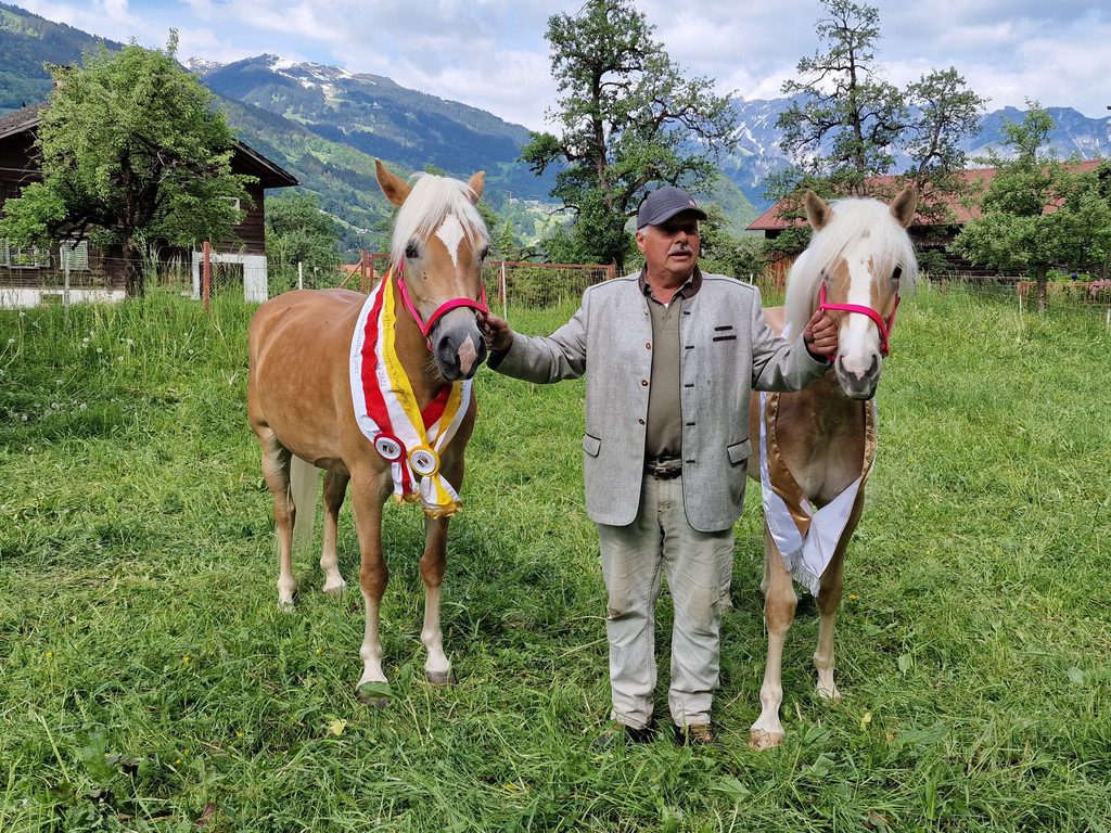 Haflinger1.jpg