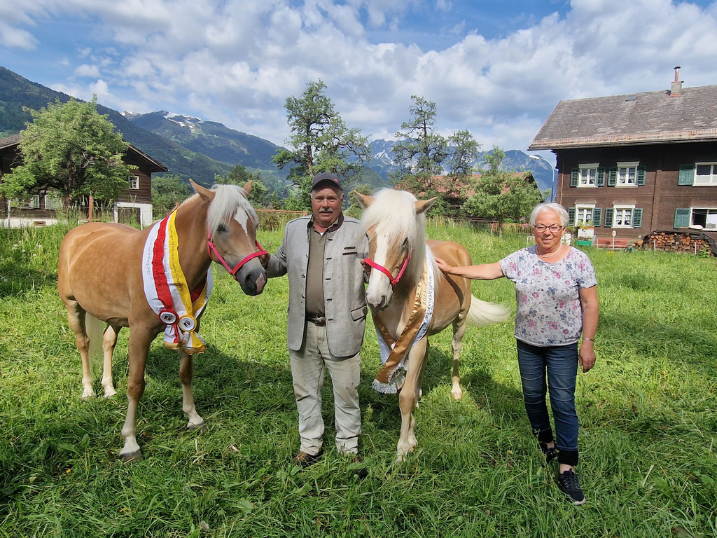 Haflinger2.jpg