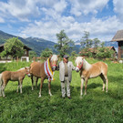 Haflinger3.jpg