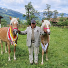 Haflinger4.jpg