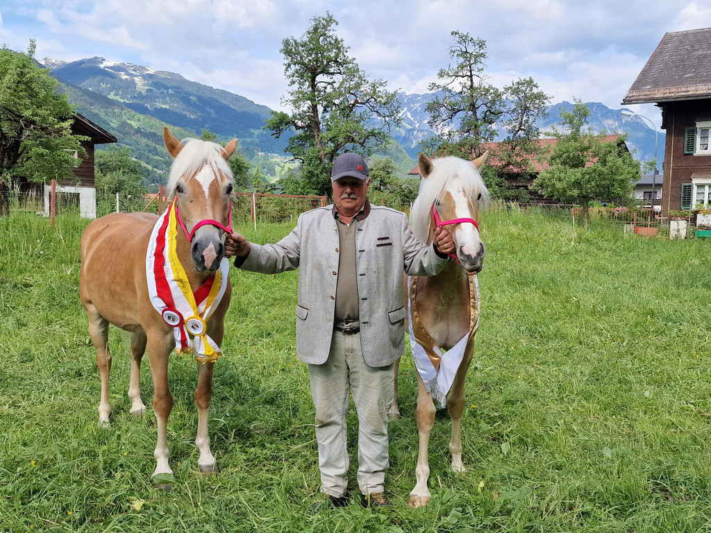 Haflinger4.jpg