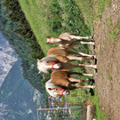 Haflinger5.jpg