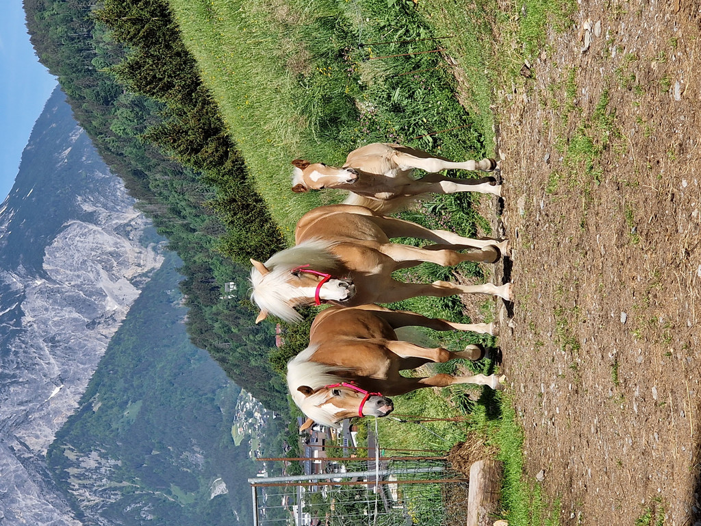 Haflinger5.jpg
