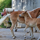 Haflinger6.jpg