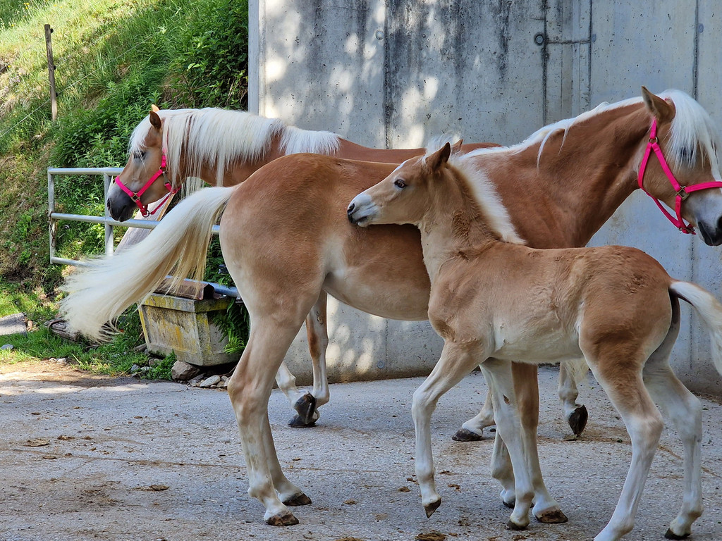 Haflinger6.jpg