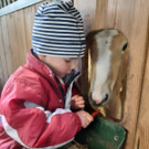 Haflinger8_1.jpg