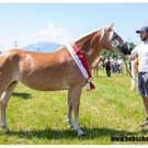 Haflinger8Vereinsfoto.jpg