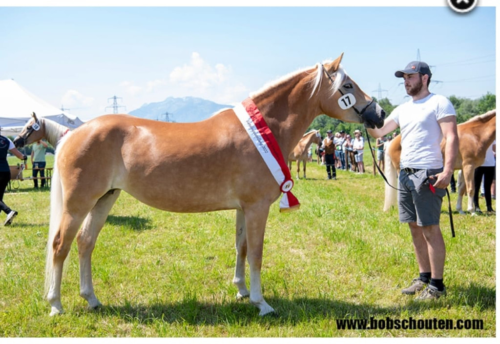 Haflinger8Vereinsfoto.jpg
